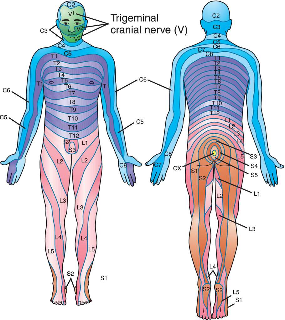 full-size-picture-dermatome-jpg