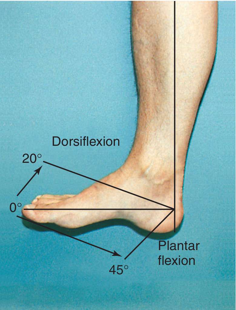 Dorsiflexion and Plantar Flexion of the Foot, plantar flexion