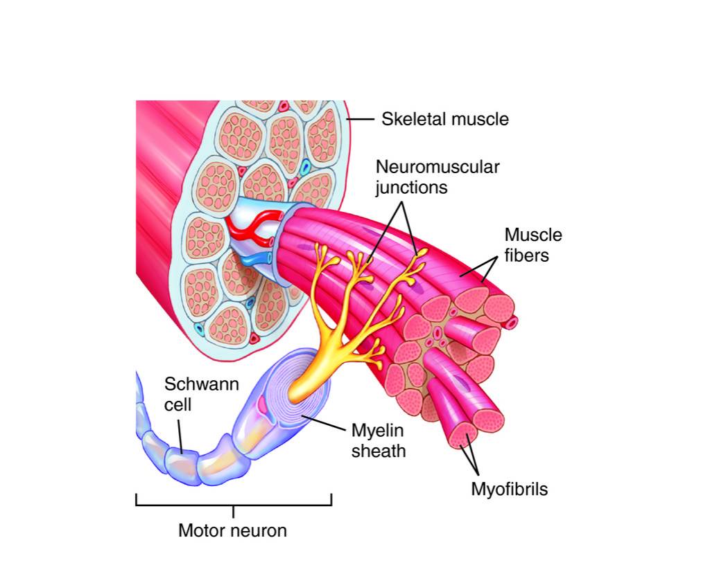 full-size-picture-motor-unit-jpg