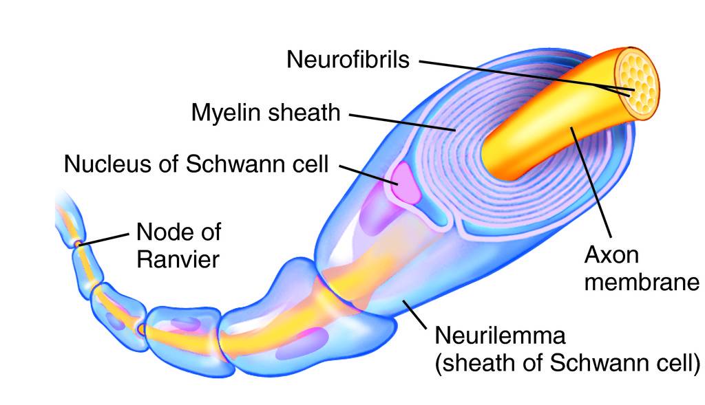 What Is The Other Name For The Myelin Sheath