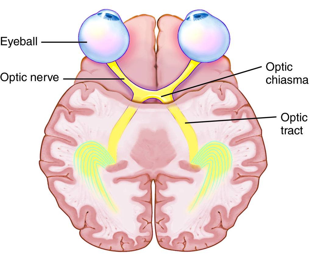 Optic Lobe; Corpora Bigemina