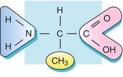Chemical structure of alanine
