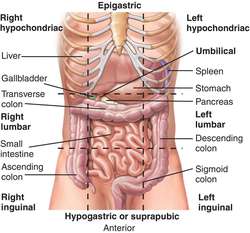 What are the abdominal quadrants?