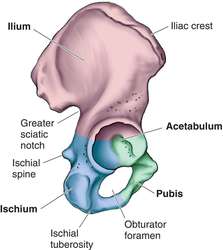Roof of acetabulum | definition of Roof of acetabulum by Medical dictionary