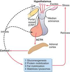 Mechanism of action of steroids in multiple sclerosis