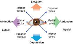 Cardinal position of gaze | definition of cardinal position of gaze by