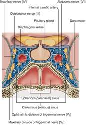 Cavernous sinus | definition of cavernous sinus by Medical dictionary