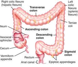 What is a hepatic flexure polyp?