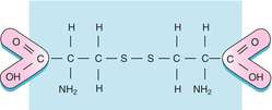 Chemical structure of cystine