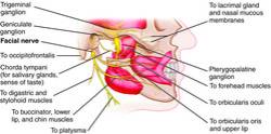 Facial Nerve Distribution