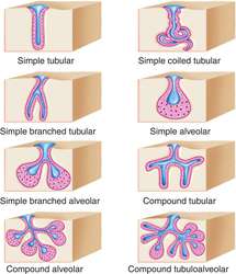 Compound Tubuloacinar Gland