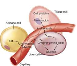 Propionate to glucose pathway