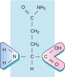 Chemical structure of glutamine