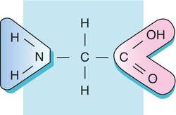 Amino Acid Glycine