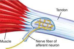 Golgi tendon organ | definition of Golgi tendon organ by Medical dictionary