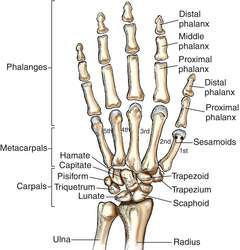 Have a hand in | definition of have a hand in by Medical dictionary