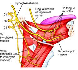 incisive nerve