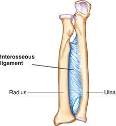 interosseous ligament medical definition