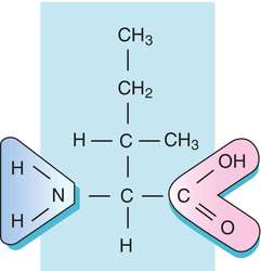 Chemical structure of isoleucine