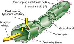 Lymphatic vessels | definition of lymphatic vessels by Medical dictionary