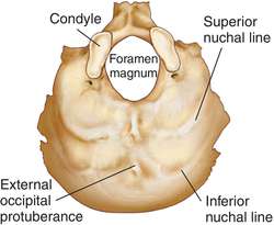 Occipital bone | definition of occipital bone by Medical dictionary