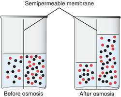 osmosis definition membrane science