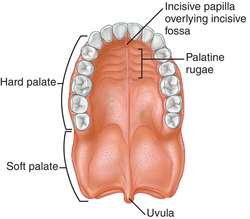 Bony Plate Between Mouth And Nose 102