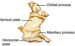 Palatine bone