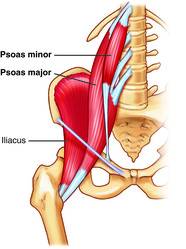 Psoa Muscle