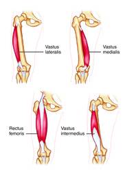 Quadricep Muscles