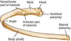 Floating Rib Syndrome