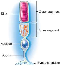 Npo medical term means