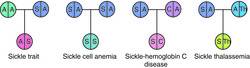 Sickle Cell Inheritance