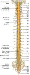 Spinal nerves | definition of spinal nerves by Medical dictionary