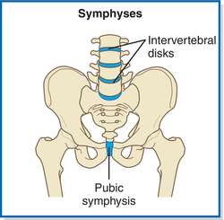 Symphysis | definition of symphysis by Medical dictionary