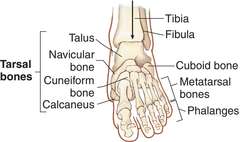 Tarsal bone | definition of tarsal bone by Medical dictionary