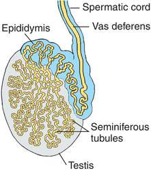 Testosterone in blood