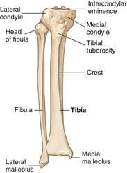 Tibia bone | definition of Tibia bone by Medical dictionary