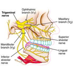 Facial Nerve Distribution