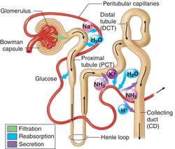 urine medical formation definition