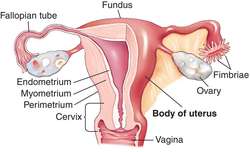 The Narrow Portion Of Uterus That Connects With Vagina 76