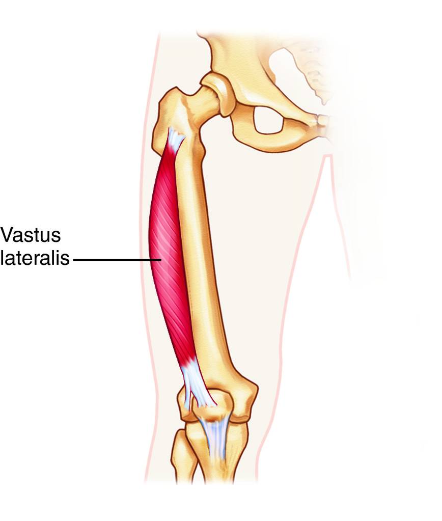 Full Size Picture Vastus Lateralis