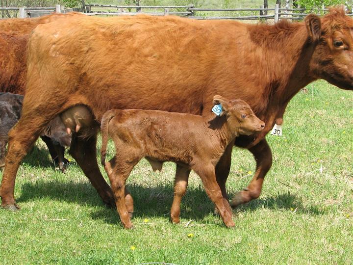 What is a baby hen called?