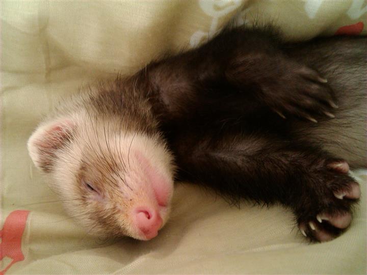 What is the name for a baby ferret?