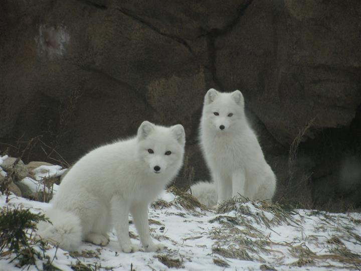 Group Of Foxes Called 54