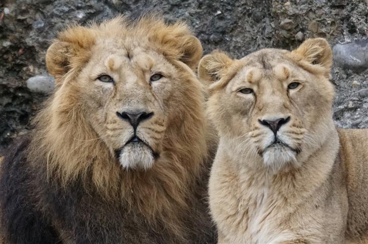 Group Of Lions Is Called 45
