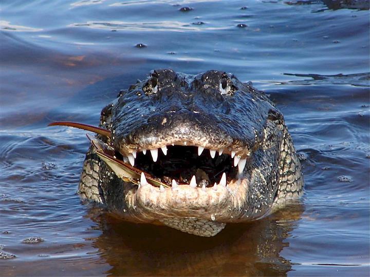 Crocodile Tears Idiom Meaning, Examples, Synonyms