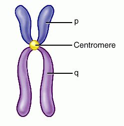 arm_chromosome.jpg