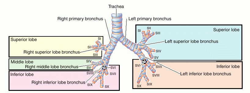 lining epithelium of primary bronchus