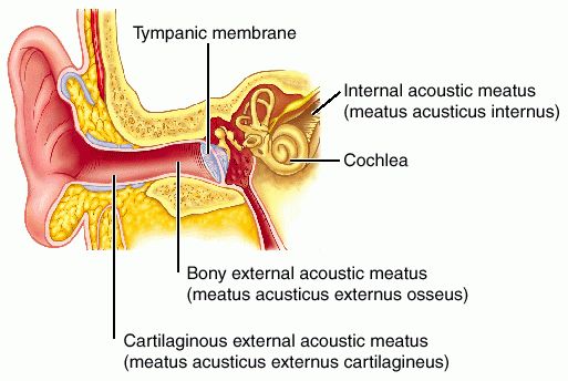 porus acousticus porus acousticus